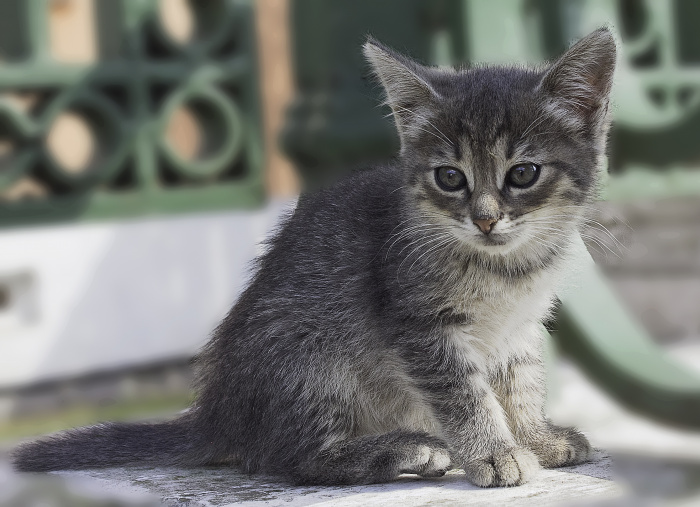 ВНИМАНИЕ! ОБЪЯВЛЕНИЕ О КОТЯТАХ!